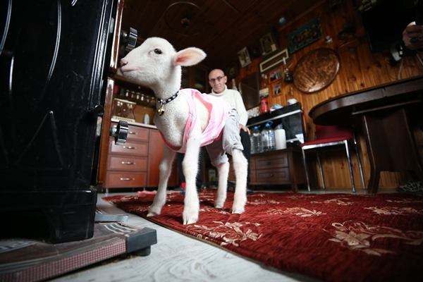 Foto - Annesiz kalan kuzuya "sıcak yuva" oldular