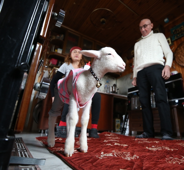 Foto - Annesiz kalan kuzuya "sıcak yuva" oldular