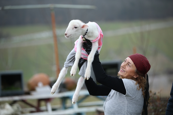 Foto - Annesiz kalan kuzuya "sıcak yuva" oldular