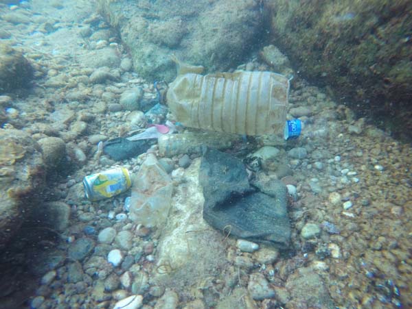 Foto - Antalya Körfezi'nde 'Biyolojik işgal' başladı