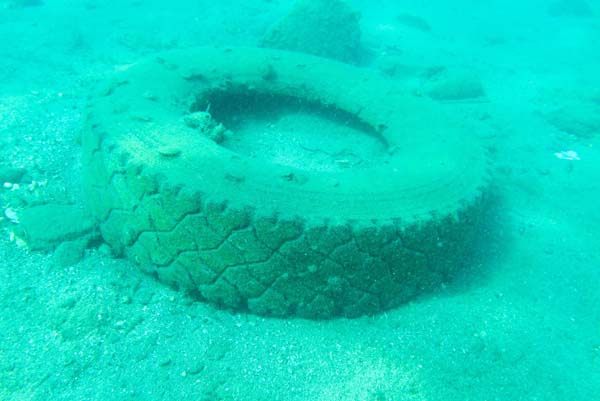 Foto - Antalya Körfezi'nde 'Biyolojik işgal' başladı