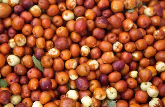 Foto - Antalya, Mersin ve Adana'da yok satıyor! Değerini Çinliler biliyor: Bardak bardak içen mum gibi eriyor! İlgili bilgiler