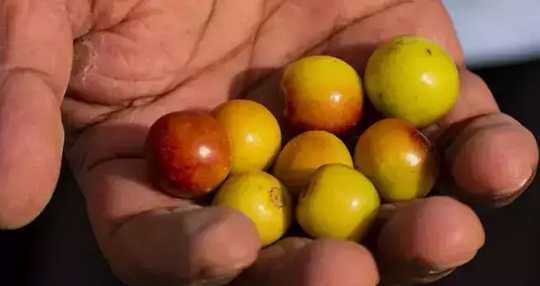 Foto - Antalya, Mersin ve Adana'da yok satıyor! Değerini Çinliler biliyor: Bardak bardak içen mum gibi eriyor! İlgili bilgiler