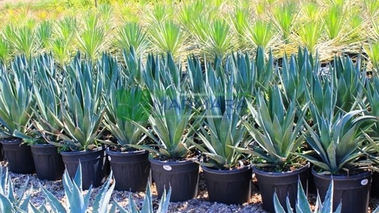 Antalya’da 30 yıl sonra şaşırtan görüntü! Görmek için sıraya girdiler