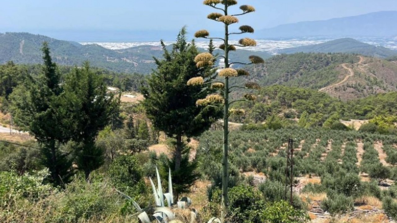 Foto - Antalya’da 30 yıl sonra şaşırtan görüntü! Görmek için sıraya girdiler