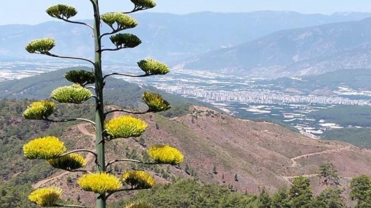 Foto - Antalya’da 30 yıl sonra şaşırtan görüntü! Görmek için sıraya girdiler