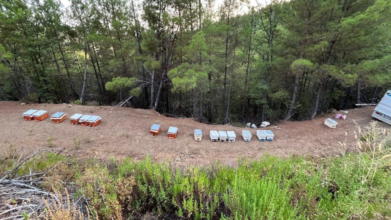 Foto - Antalya’da akılalmaz hırsızlık! 36 arı kovanı çalındı