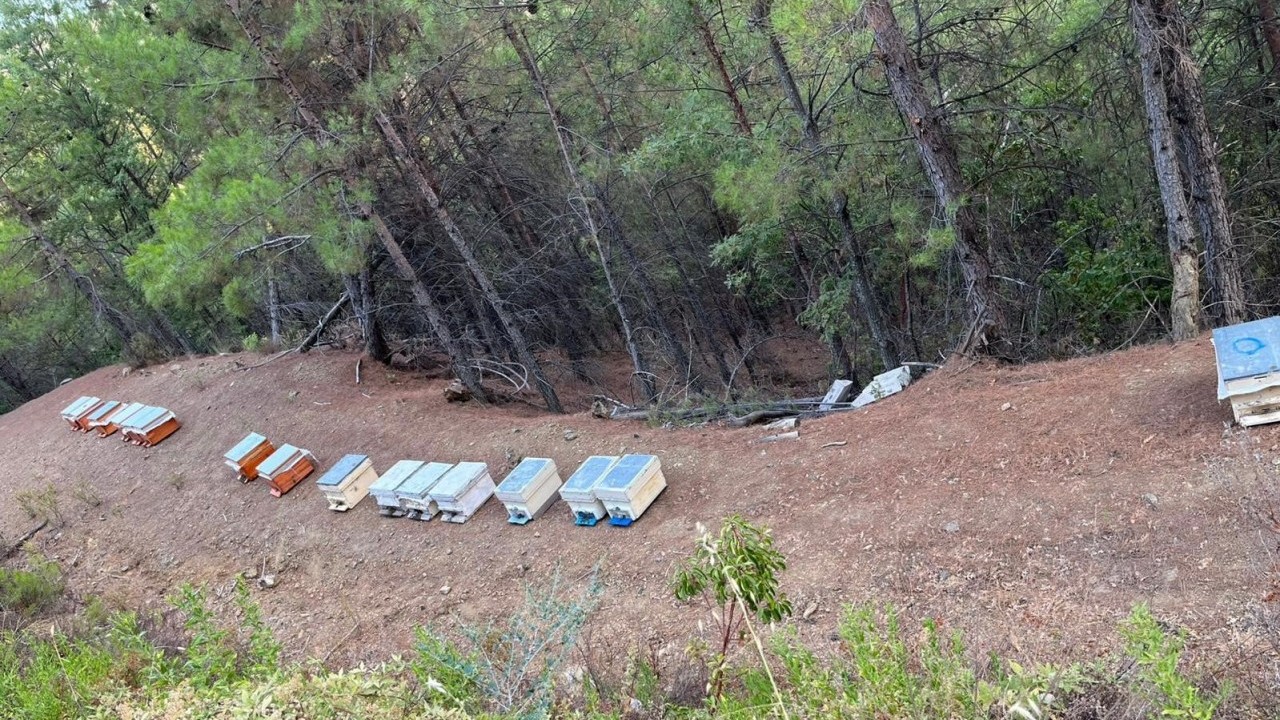 Foto - Antalya’da akılalmaz hırsızlık! 36 arı kovanı çalındı