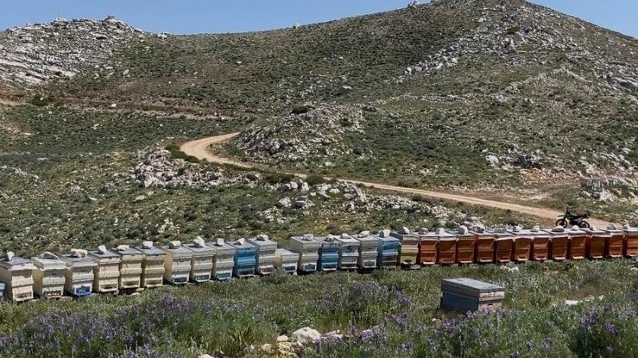 Foto - Antalya’da akılalmaz hırsızlık! 36 arı kovanı çalındı