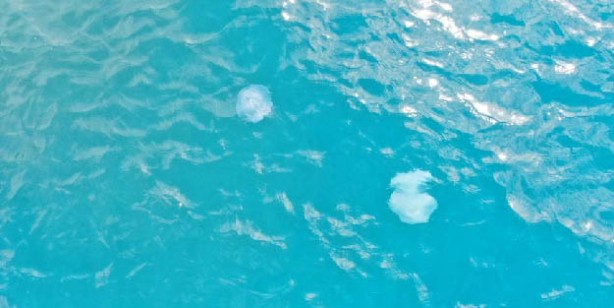 Foto - Antalya’da başıboş denizanası istilası