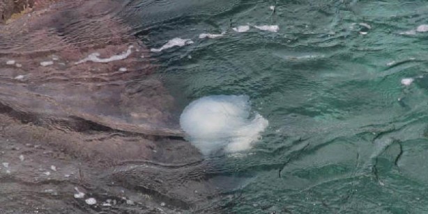 Foto - Antalya’da başıboş denizanası istilası