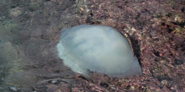 Antalya’da başıboş denizanası istilası