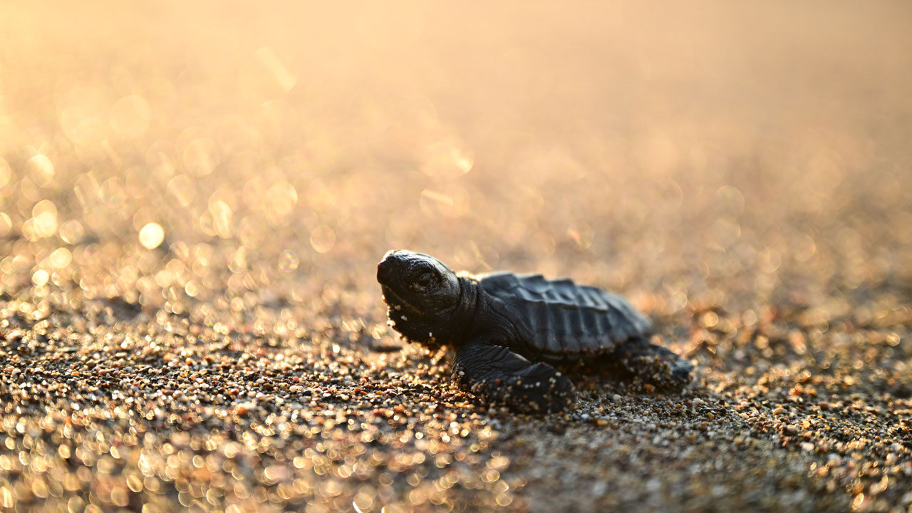 Foto - Antalya’da büyüleyici anlar! Yavrular birer birer Akdeniz’e adım attı