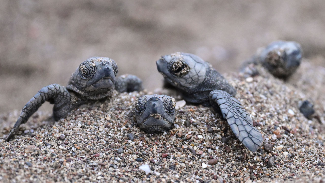 Foto - Antalya’da büyüleyici anlar! Yavrular birer birer Akdeniz’e adım attı
