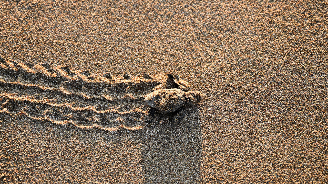 Antalya’da büyüleyici anlar! Yavrular birer birer Akdeniz’e adım attı