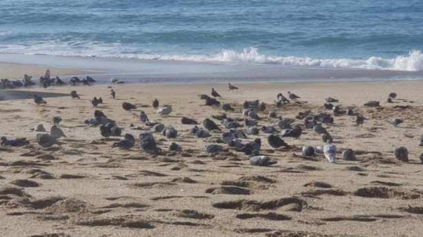 Foto - Antalya'da fırtına sonrası dedektörü alan sahile koştu!