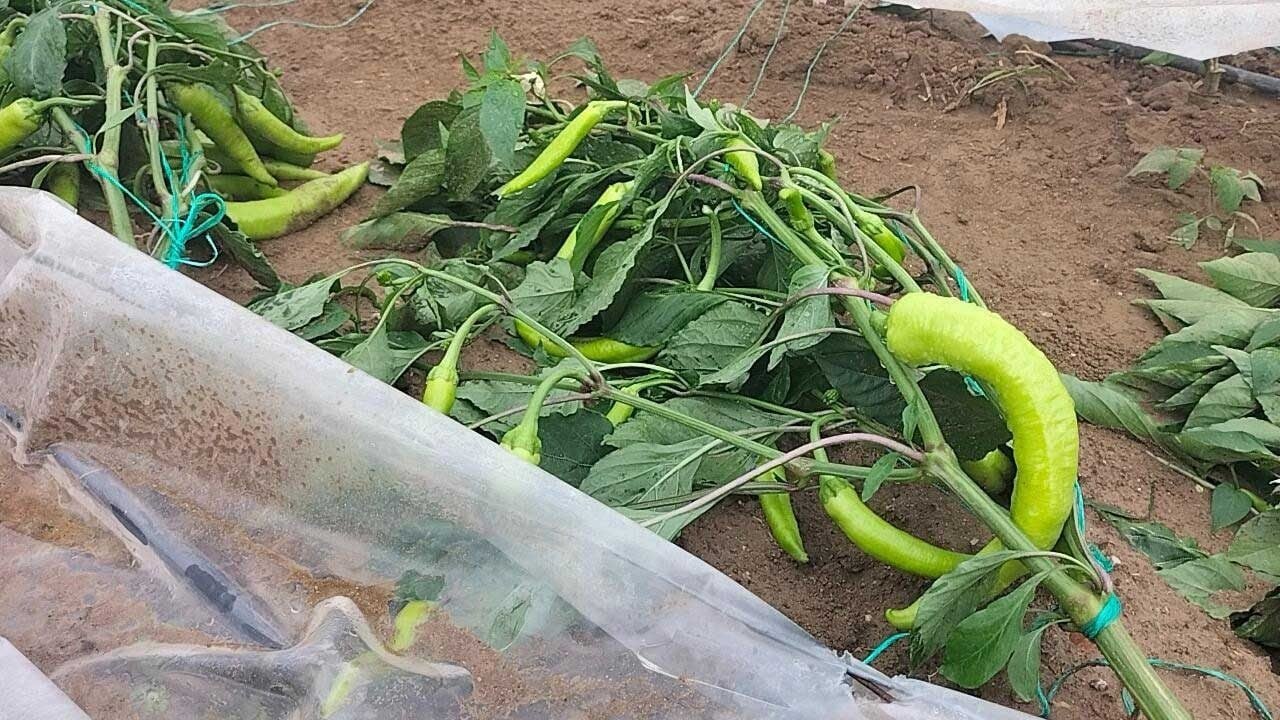 Foto - Antalya'da korkutan hortum felaketi: 15 dönümlük sera alanı yerle bir oldu!