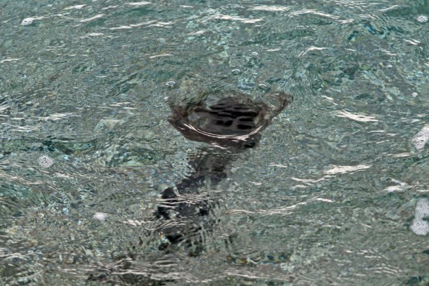 Foto - Antalya'da merak uyandıran görüntü