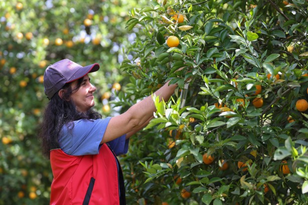 Foto - Antalya'da narenciye bahçelerine faydalı böcek salındı!
