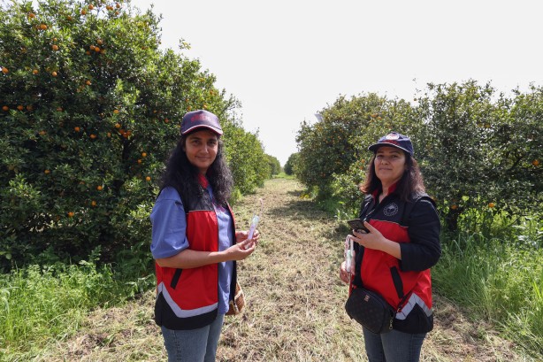 Foto - Antalya'da narenciye bahçelerine faydalı böcek salındı!