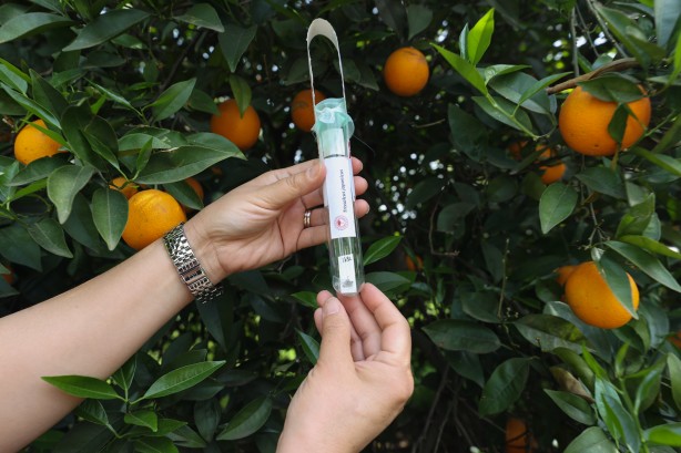 Foto - Antalya'da narenciye bahçelerine faydalı böcek salındı!