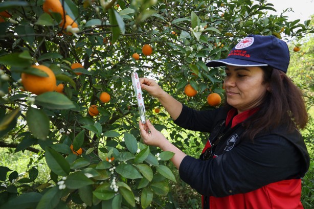 Foto - Antalya'da narenciye bahçelerine faydalı böcek salındı!