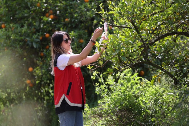 Foto - Antalya'da narenciye bahçelerine faydalı böcek salındı!