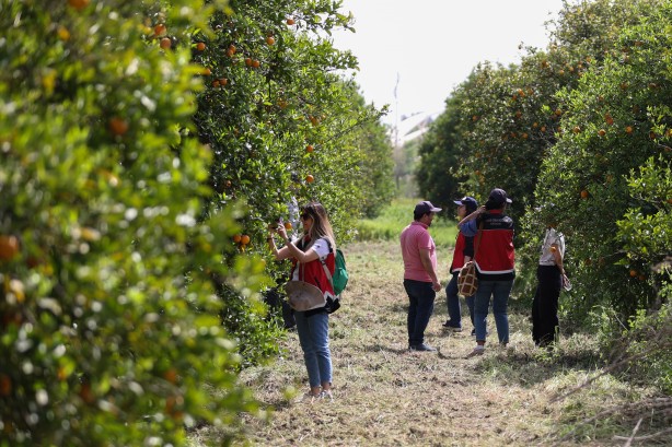 Foto - Antalya'da narenciye bahçelerine faydalı böcek salındı!