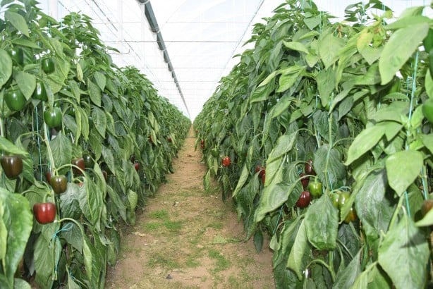 Antalya'da yetişiyor! Rusya vazgeçti, Polonya ve Makedonya'dan talep yağmaya başladı