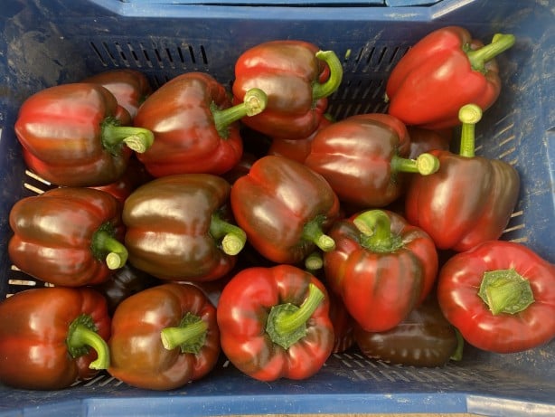 Foto - Antalya'da yetişiyor! Rusya vazgeçti, Polonya ve Makedonya'dan talep yağmaya başladı