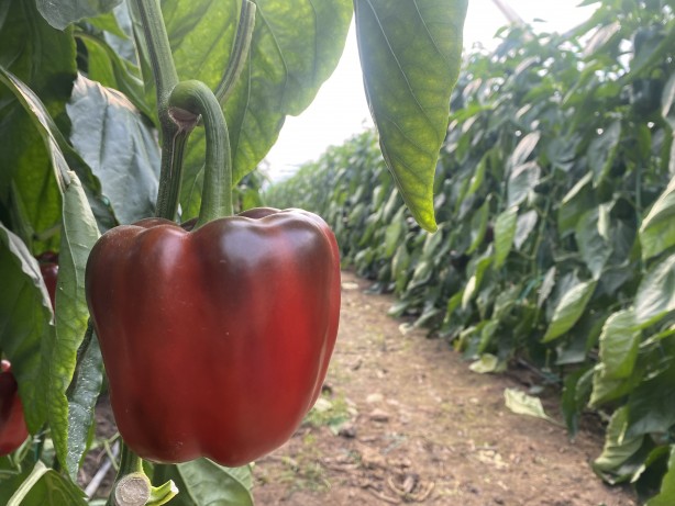 Foto - Antalya'da yetişiyor! Rusya vazgeçti, Polonya ve Makedonya'dan talep yağmaya başladı