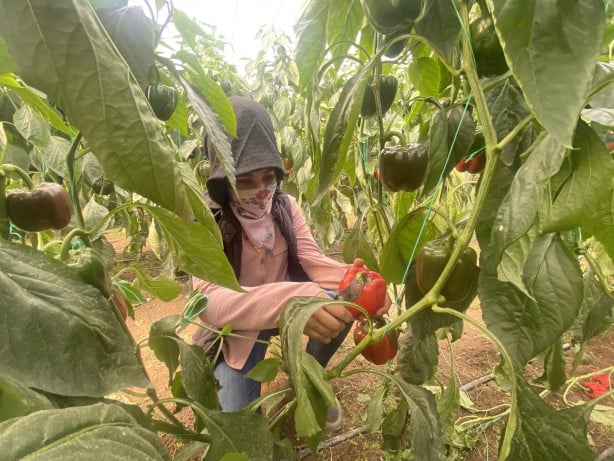 Foto - Antalya'da yetişiyor! Rusya vazgeçti, Polonya ve Makedonya'dan talep yağmaya başladı