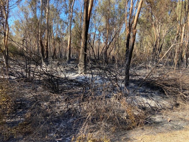 Antalya'daki yangın kontrol altına alındı