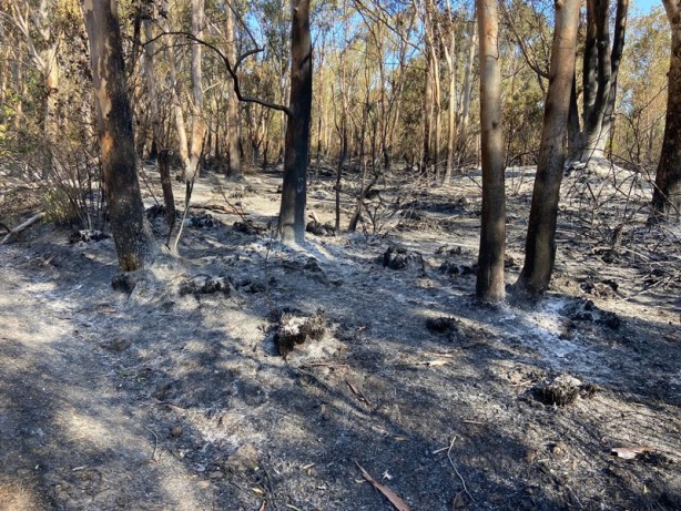 Foto - Antalya'daki yangın kontrol altına alındı