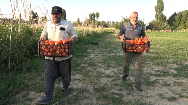 Foto - Antalya'nın meşhur domatesi artıt Erciş'te