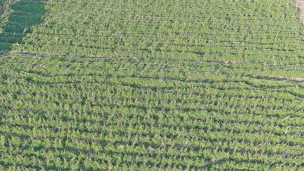 Foto - Antalya'nın meşhur domatesi artıt Erciş'te