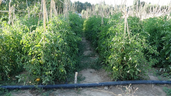 Foto - Antalya'nın meşhur domatesi artıt Erciş'te