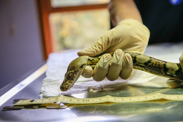 Foto - "Antalya'nın pitonları" ilgi odağı oldu
