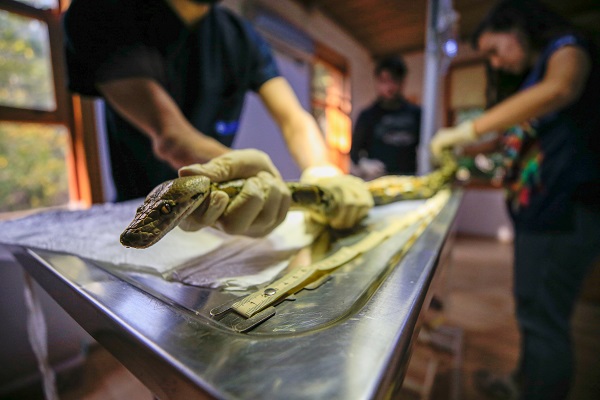 Foto - "Antalya'nın pitonları" ilgi odağı oldu