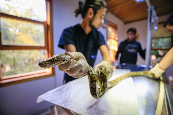 Foto - "Antalya'nın pitonları" ilgi odağı oldu