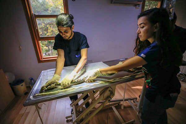 Foto - "Antalya'nın pitonları" ilgi odağı oldu