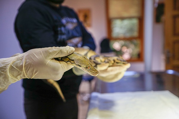 Foto - "Antalya'nın pitonları" ilgi odağı oldu