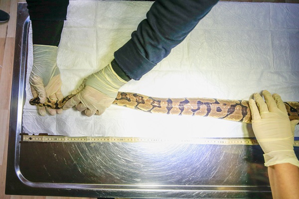 Foto - "Antalya'nın pitonları" ilgi odağı oldu