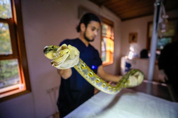 Foto - "Antalya'nın pitonları" ilgi odağı oldu