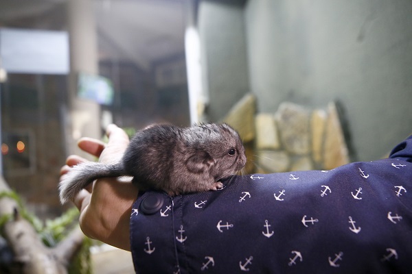 Foto - Antalya’nın yeni maskotu: Hera