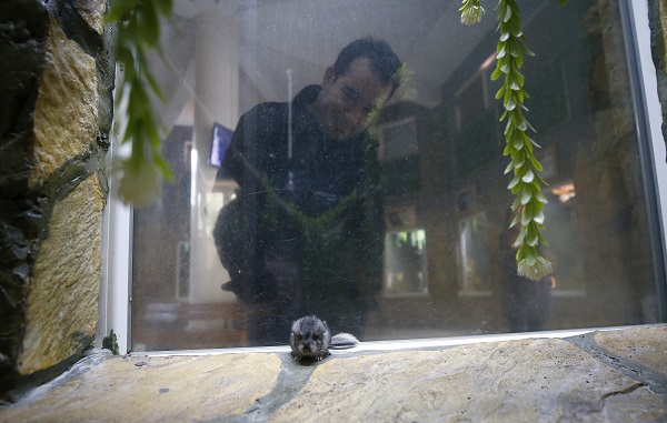 Foto - Antalya’nın yeni maskotu: Hera