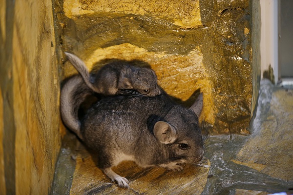 Foto - Antalya’nın yeni maskotu: Hera