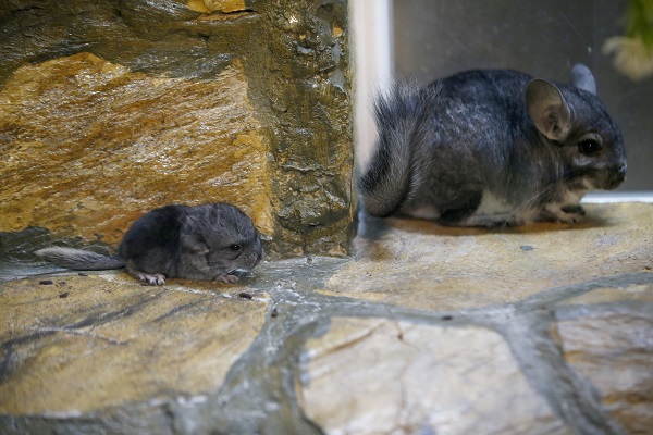 Foto - Antalya’nın yeni maskotu: Hera