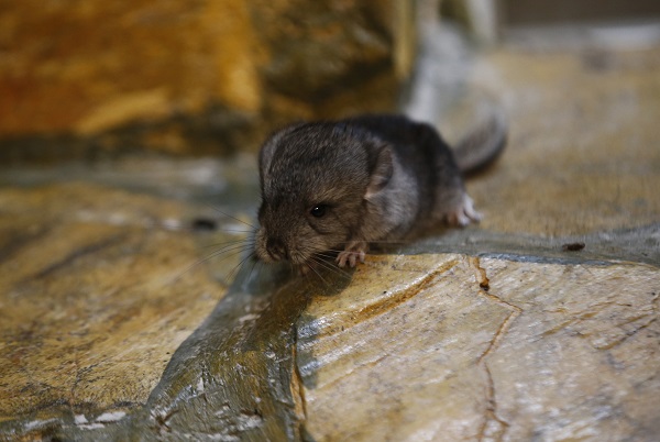 Foto - Antalya’nın yeni maskotu: Hera
