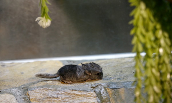 Foto - Antalya’nın yeni maskotu: Hera